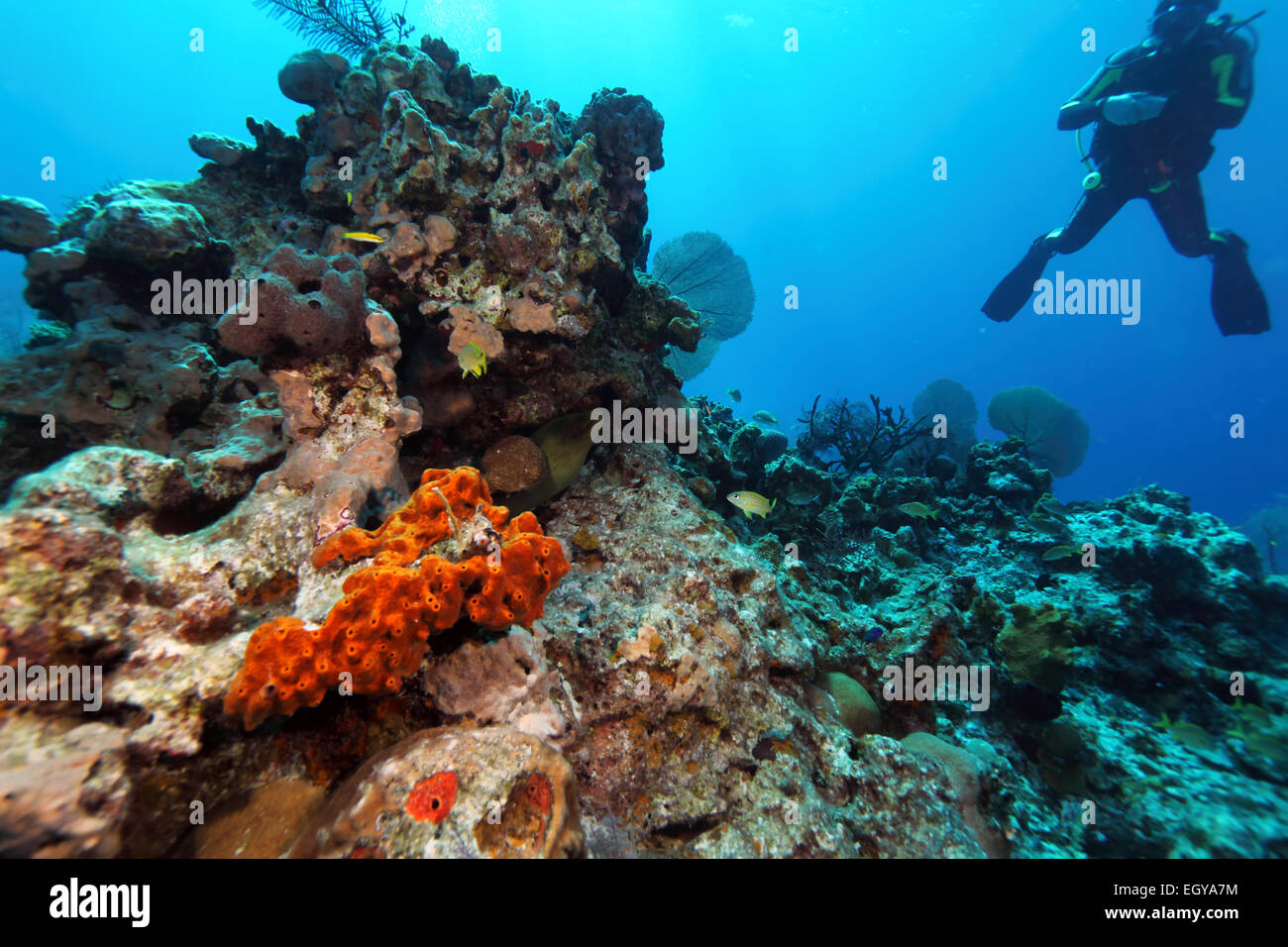 Murène géante et Scuba Diver, mer des Caraïbes Banque D'Images
