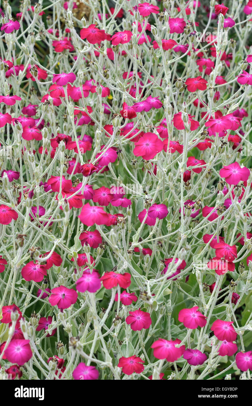 Lychnis coronaria (Dusty Miller). Magenta vif fleur et feuilles argentées sur la floraison des plantes à la frontière cet été. Banque D'Images