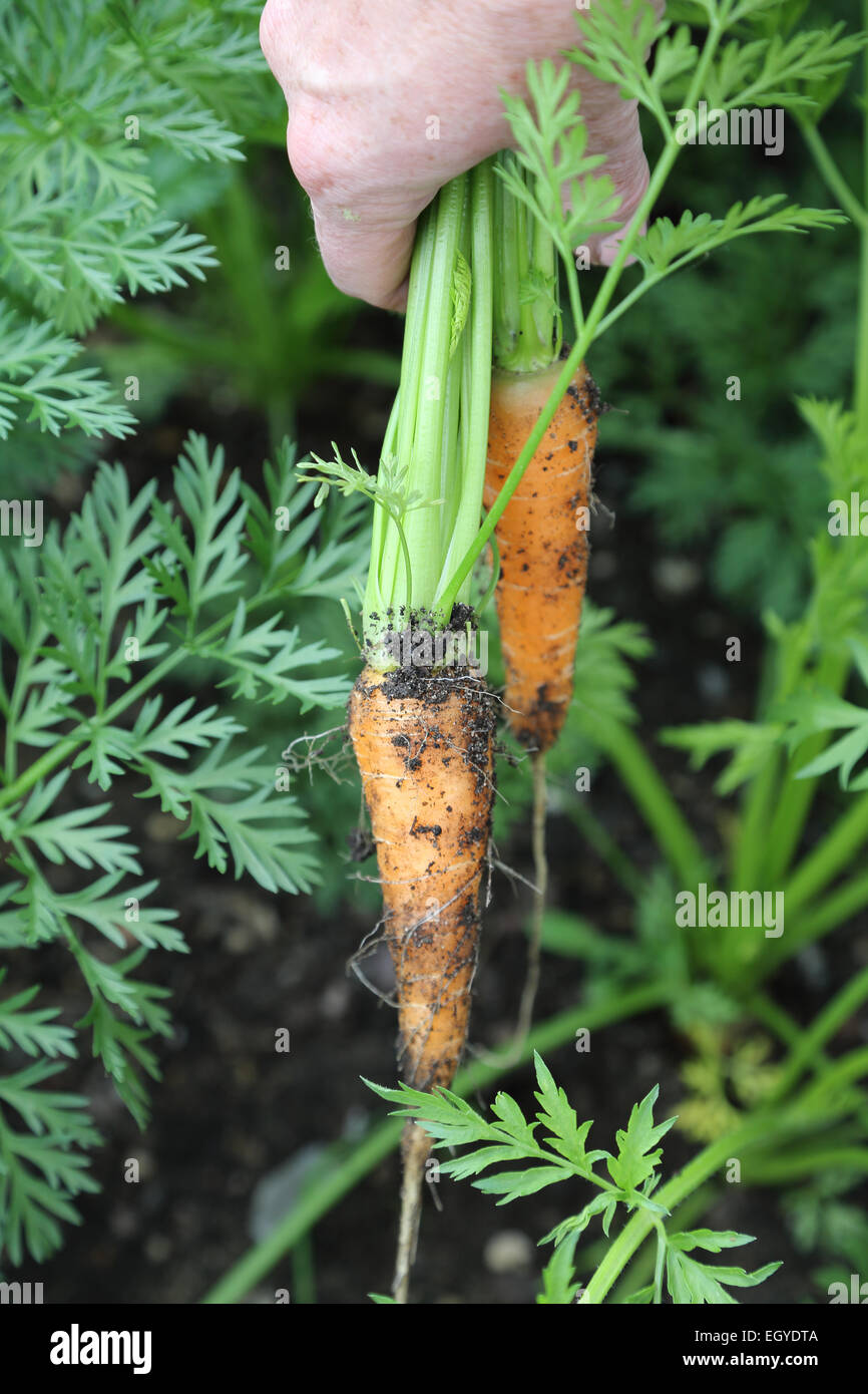 Cueillette de carottes Banque D'Images
