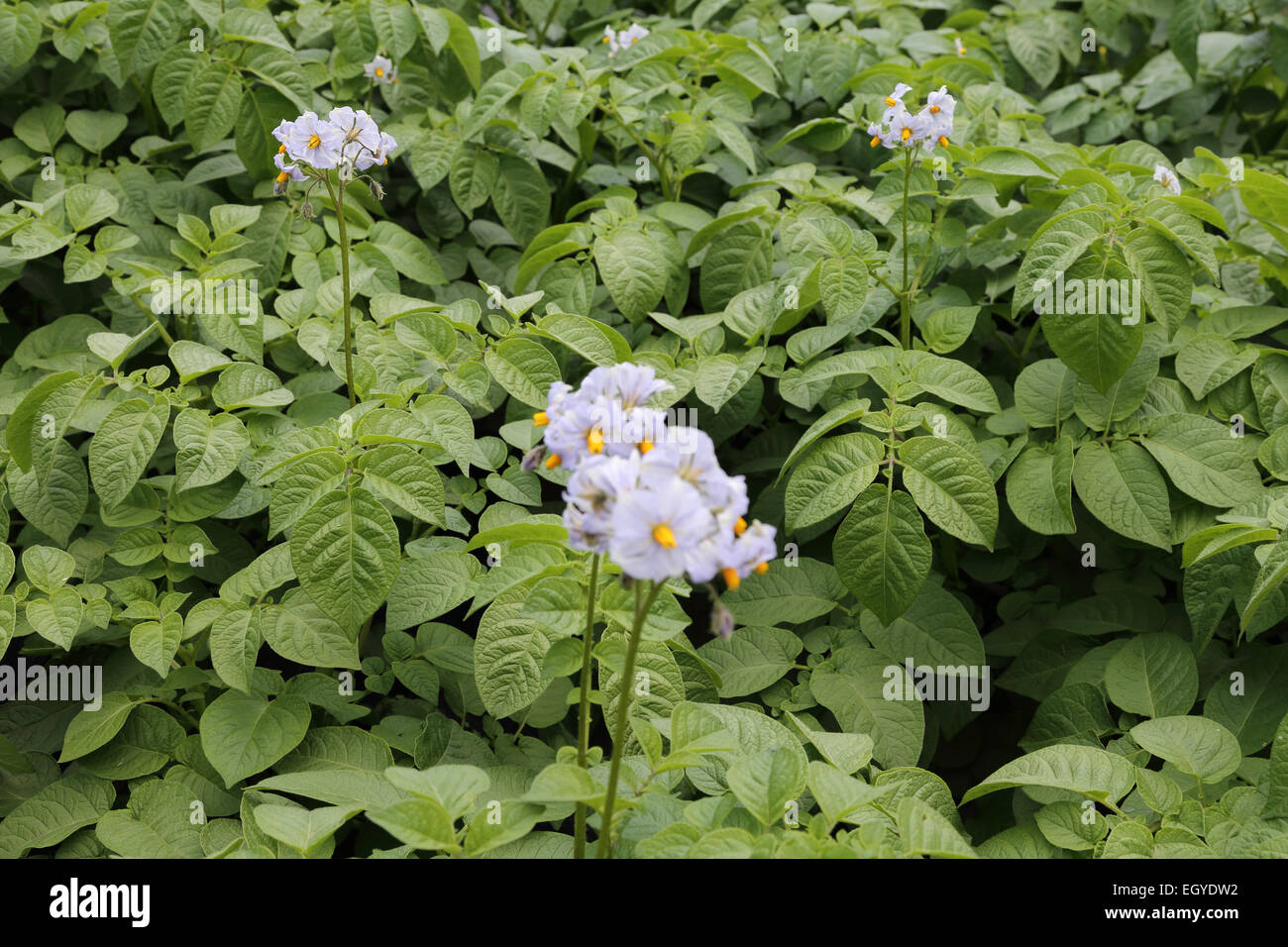 Plants de pommes de terre en fleurs Banque D'Images