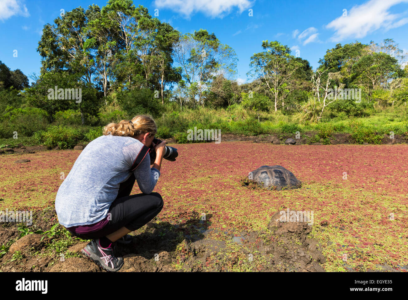 L'Équateur, Îles Galápagos, Santa Cruz, woman photographing tortue géante des Galapagos Banque D'Images