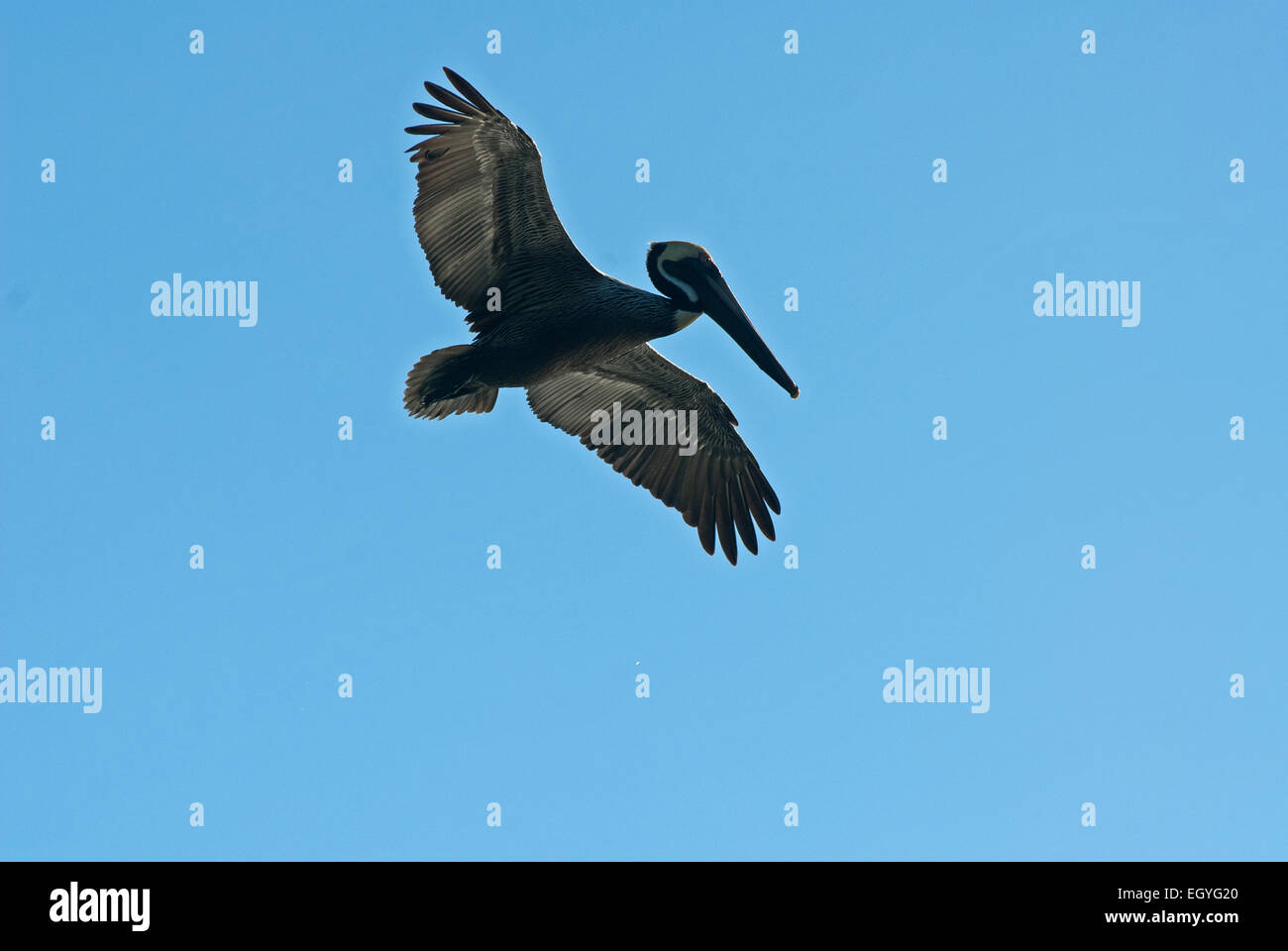 Pélican brun en vol. Pélican brun Pelecanus occidentalis, en vol, sur le point de plonger. Pélican brun en vol à partir de ci-dessous, win Banque D'Images