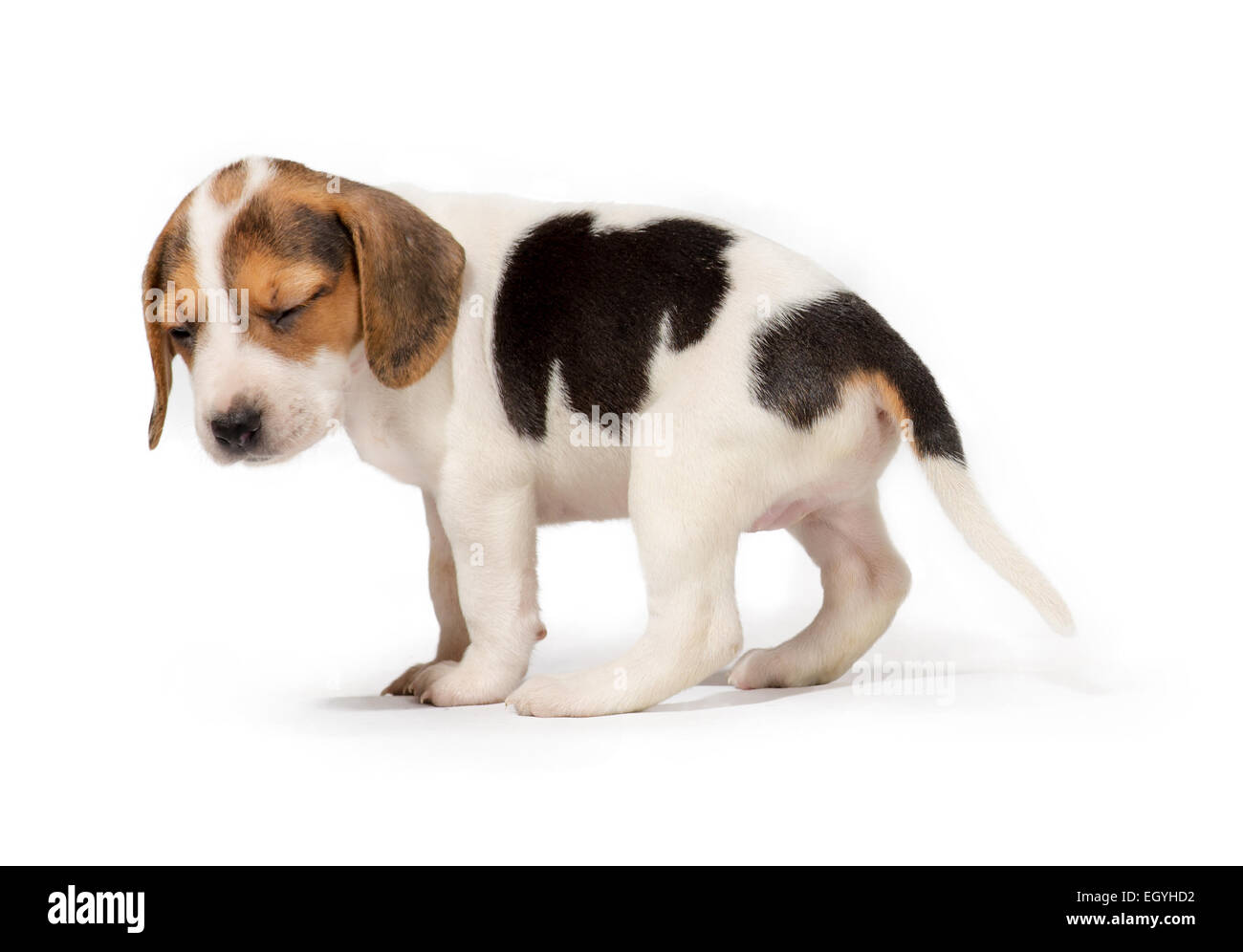Beagle chiot triste Banque D'Images