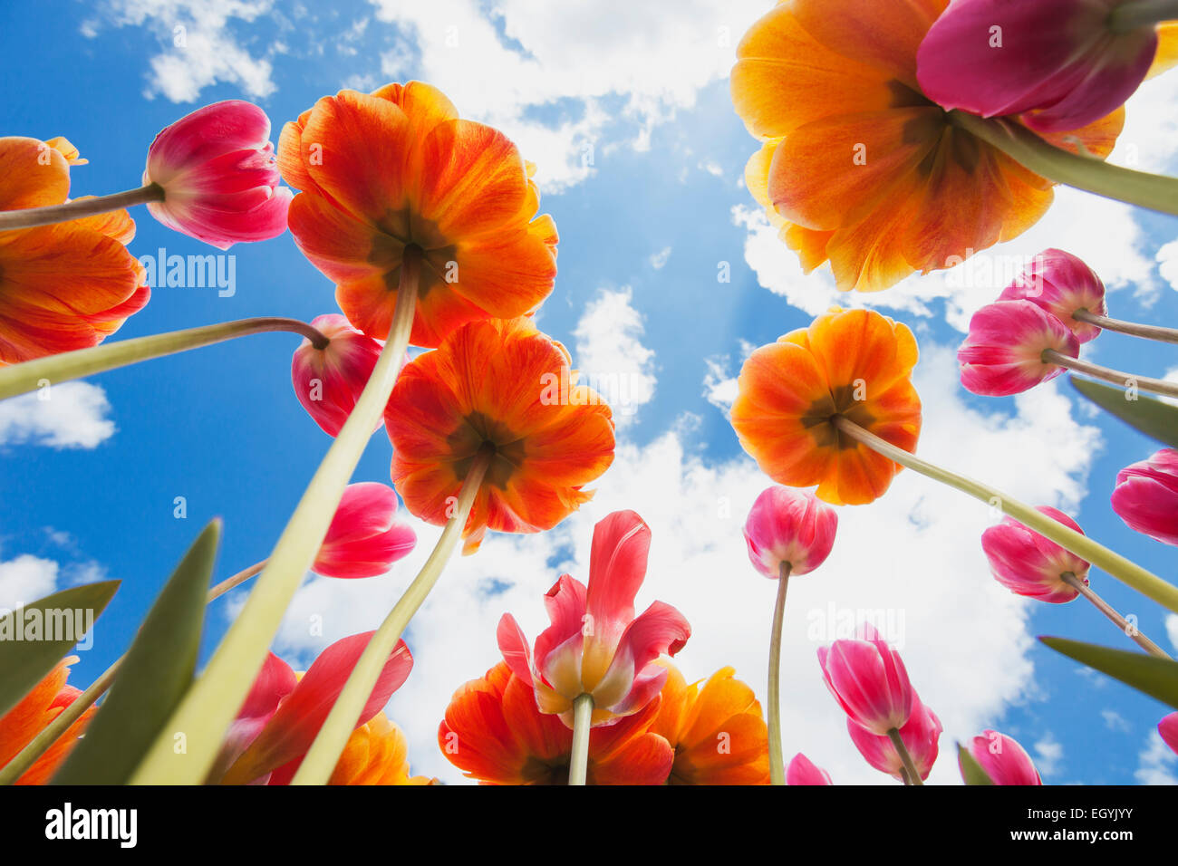 Allemagne, Cologne, les tulipes de Widdersdorf ci-dessous Banque D'Images