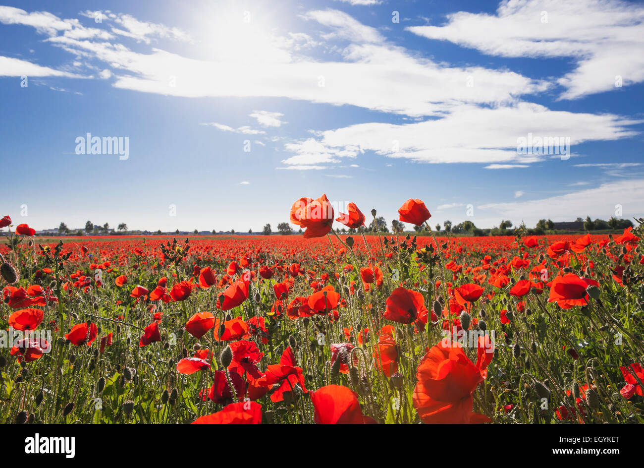 Allemagne, Cologne Widdersdorf, champs de coquelicots à la lumière du soleil Banque D'Images