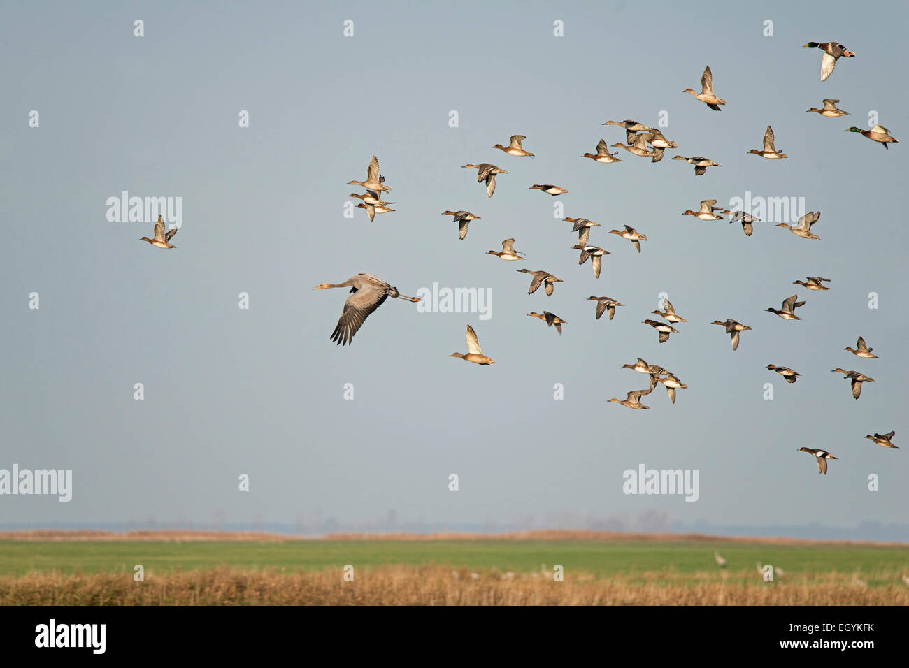 Grues et canards volant Banque D'Images