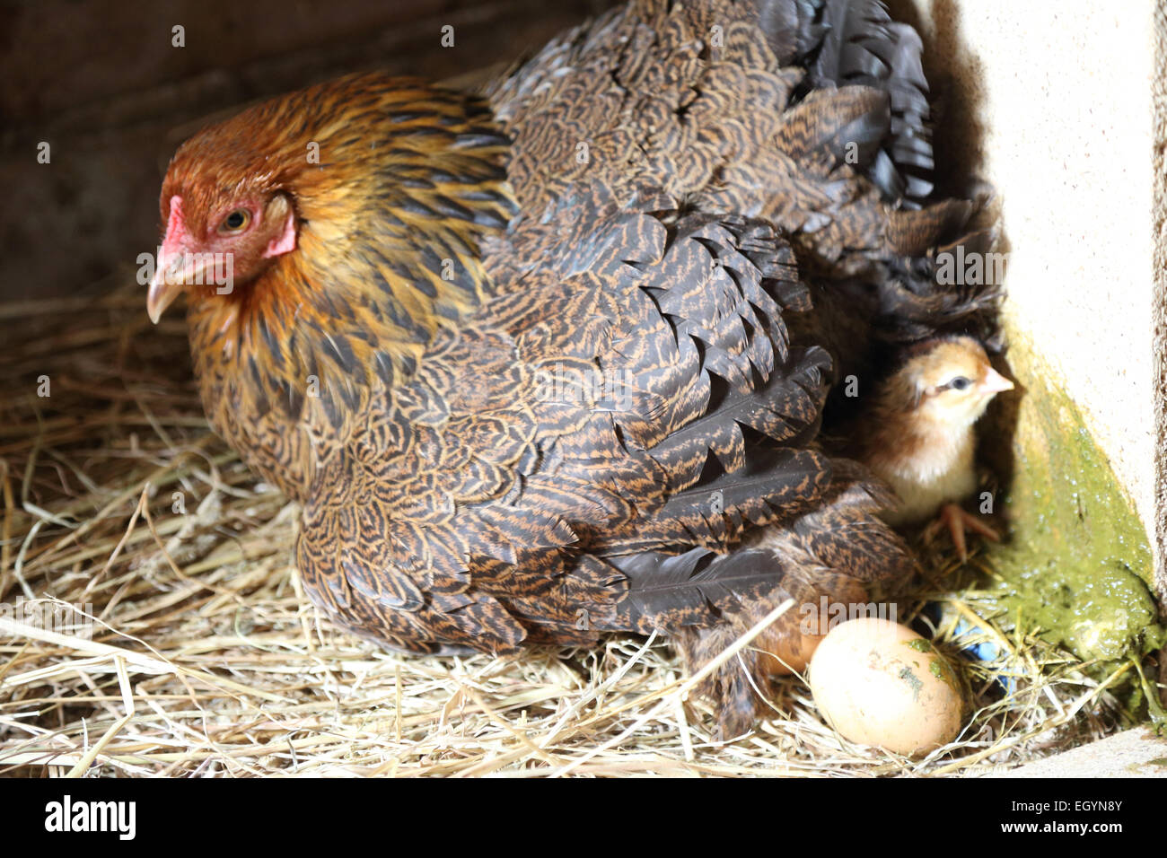 Poulet et des œufs - et chick ! Banque D'Images
