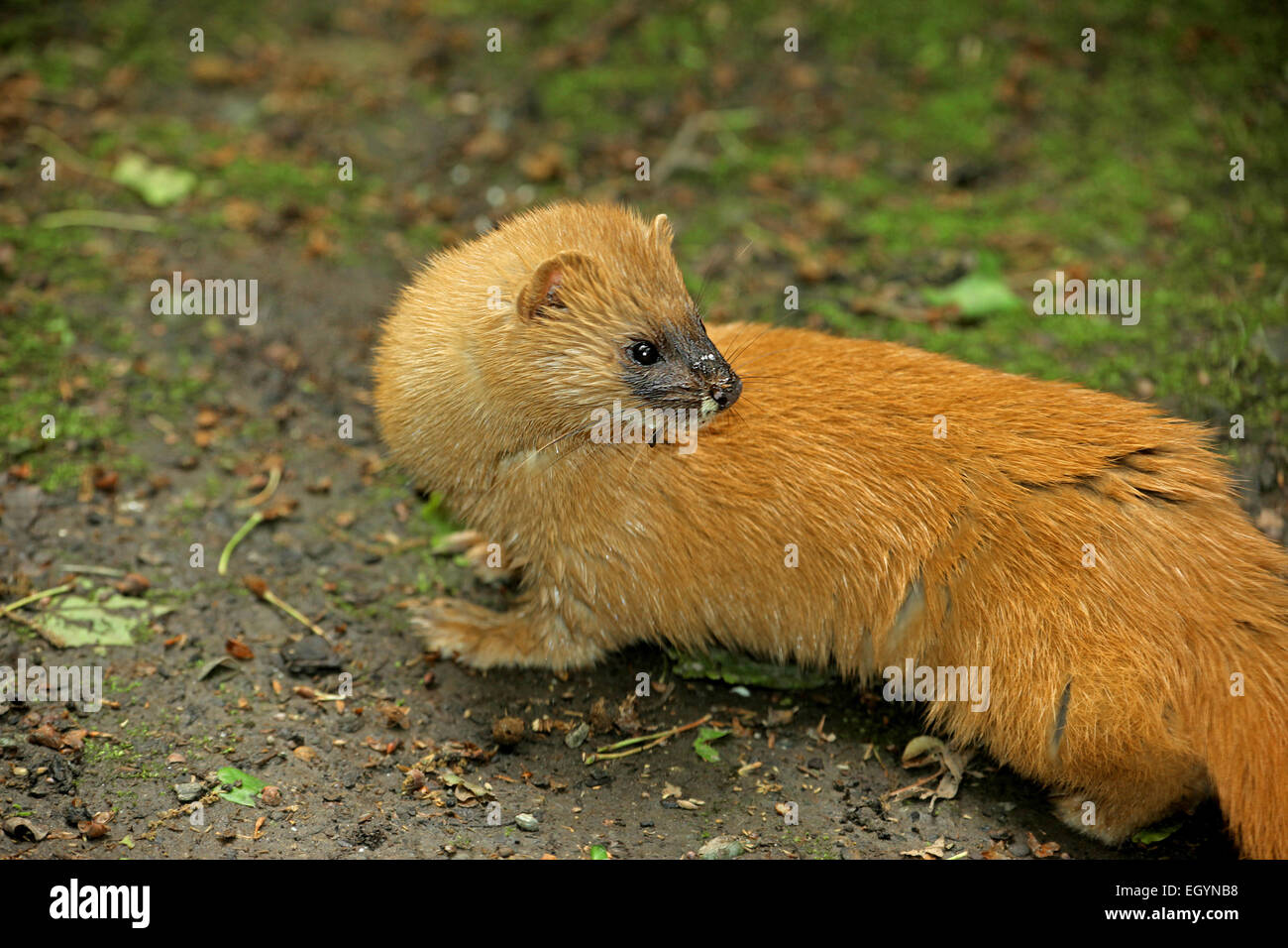 Belette de Sibérie (Mustela sibirica) Banque D'Images