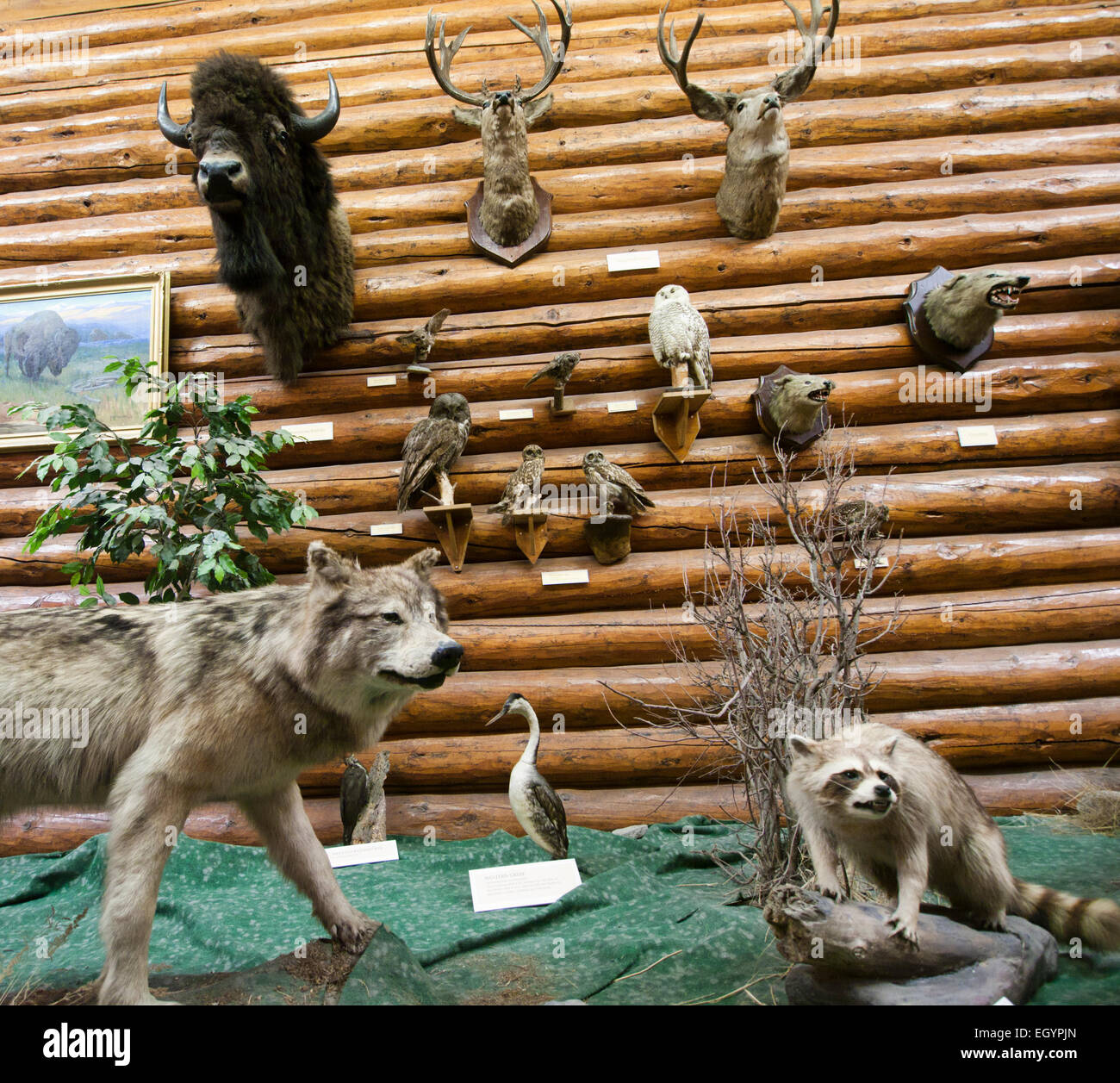 Un affichage à l'intérieur de Buffalo Nations Luxton Museum de Banff Alberta Canada Banque D'Images