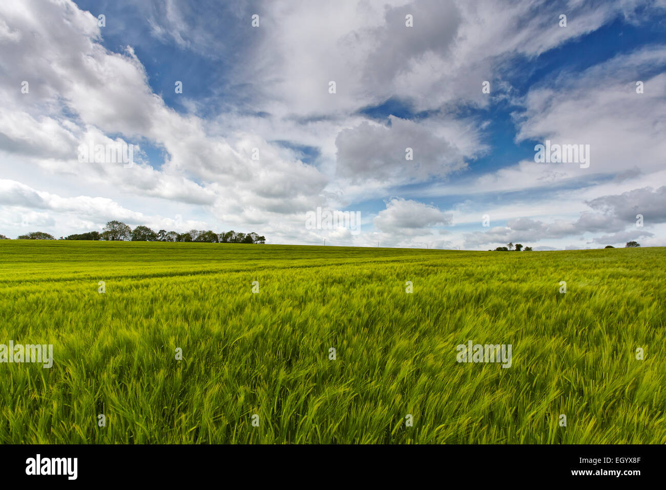 Domaine de l'orge verte sous un grand ciel Norfolk Banque D'Images