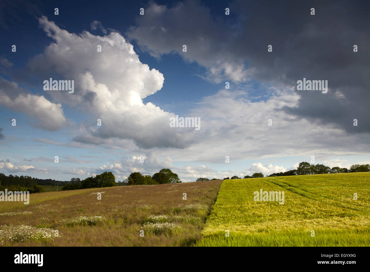 Fleurs sauvages plantées pour la nourriture et le couvert d'oiseaux sauvages sur des terres mises en jachère à côté d'un champ d'orge à Norfolk, UK Banque D'Images