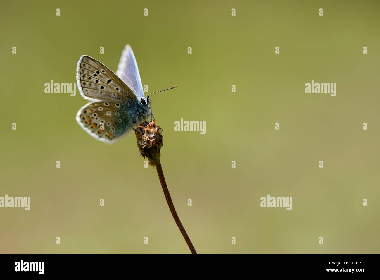 Papillon bleu commun, Polyommatus icarus Banque D'Images