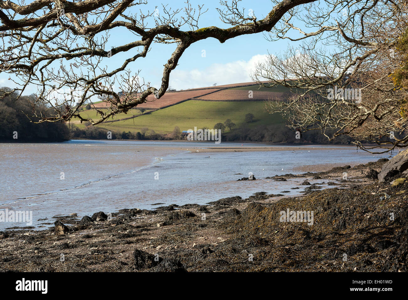 Marée basse à Stoke gabriel, South Hams, Devon,amarrage sur le ponton de la rivière Dart, amarre,South Hams,stoke gabriel, limon, Puddl Banque D'Images
