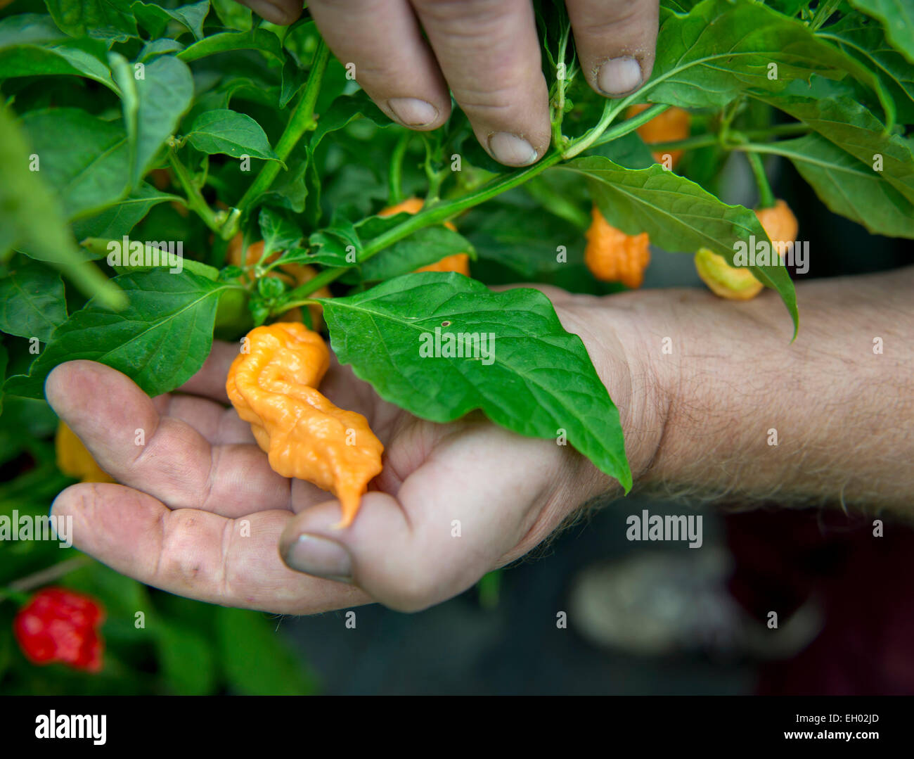 Une pêche fantôme Chili Scorpion Banque D'Images