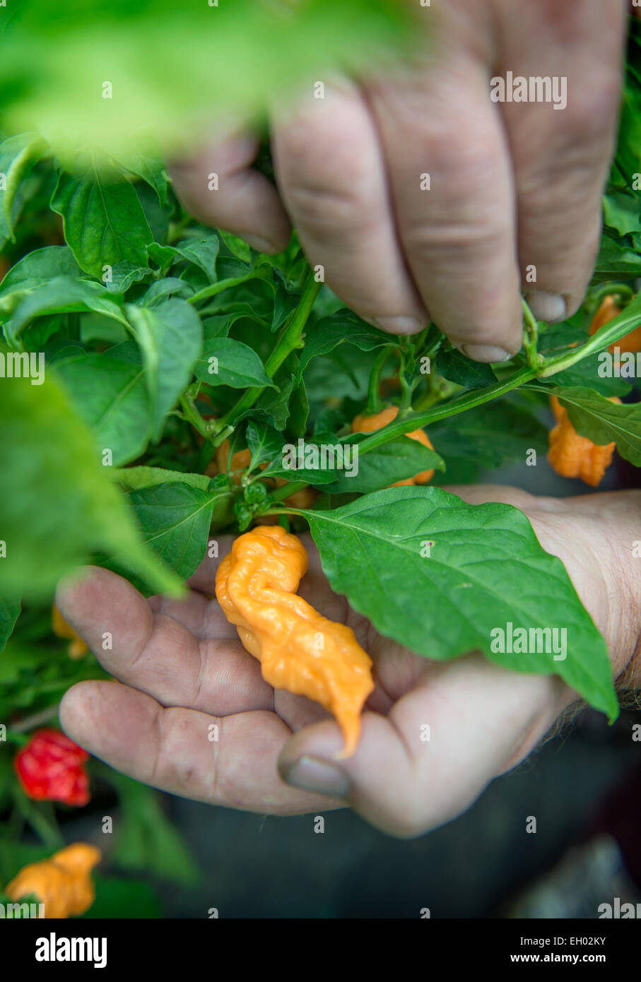 Une pêche fantôme Chili Scorpion Banque D'Images