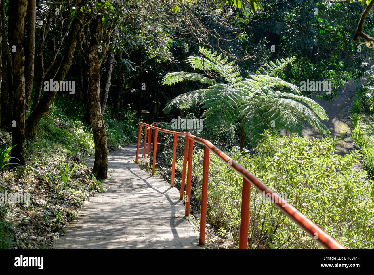 Chemin à travers les jardins botaniques sur Pico Isabel de Torres, San Felipe de Puerto Plata, République dominicaine, îles des Caraïbes Banque D'Images