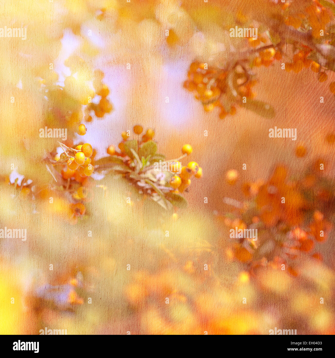 Grunge background abstract natural sorbe, papier peint texturé, magnifique petit berry jaune sur l'arbre Banque D'Images