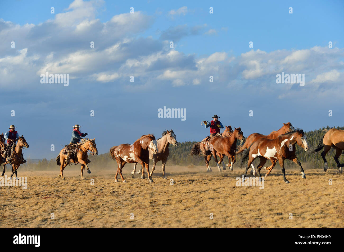 USA, Wyoming, cow-boys et troupeaux de chevaux sauvages en cowgirl Banque D'Images