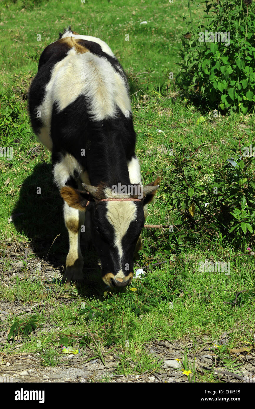 Une vache Holstein dans un pâturage sur une ferme à Cotacachi (Équateur) Banque D'Images