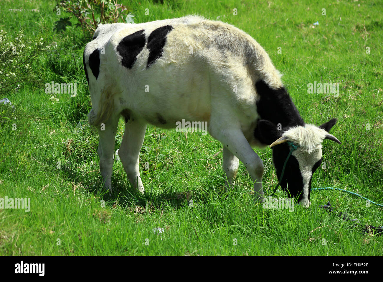 Une vache Holstein dans un pâturage sur une ferme à Cotacachi (Équateur) Banque D'Images