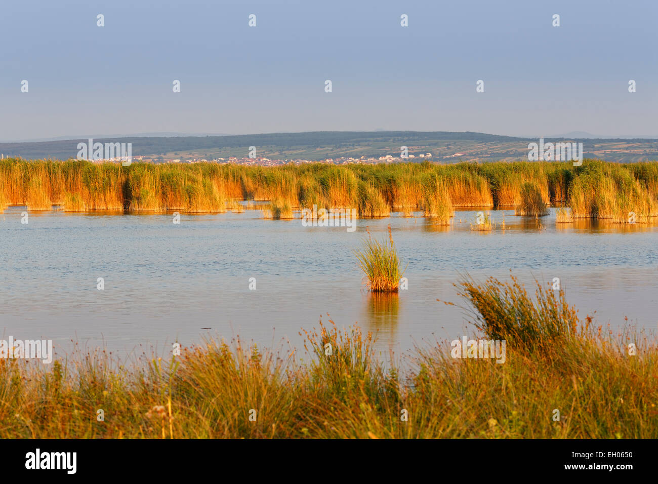 L'Autriche, Burgenland, ceinture de roseaux dans Neusiedler See-Seewinkel National Park Banque D'Images