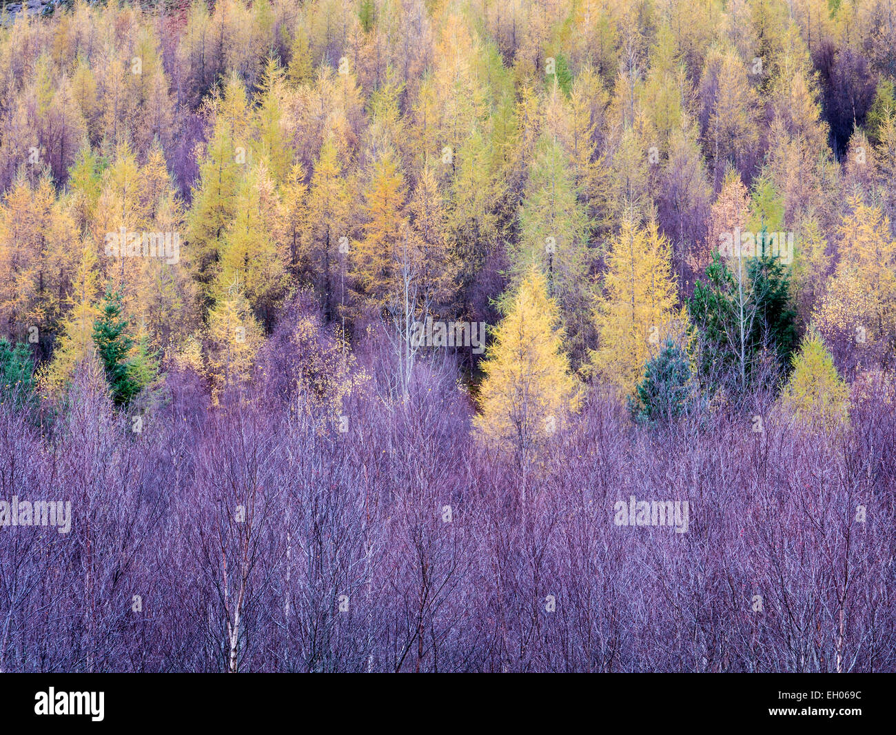 Forêt, Près de Alness, Ross et Cromarty, Highland, Scotland Banque D'Images