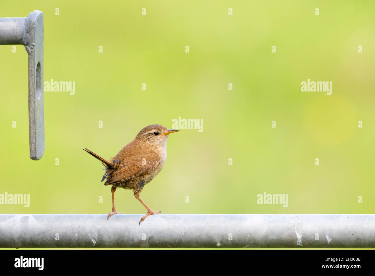 Troglodyte mignon (Troglodytes troglodytes) perché sur un fer à repasser le bétail porte. Banque D'Images
