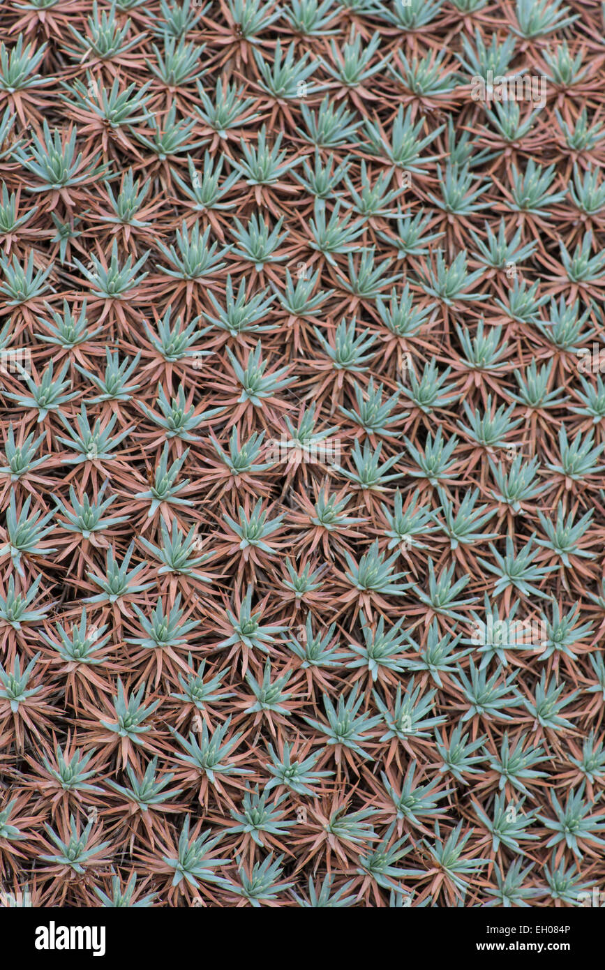 Acantholimon ulicinum var. creticum. Banque D'Images