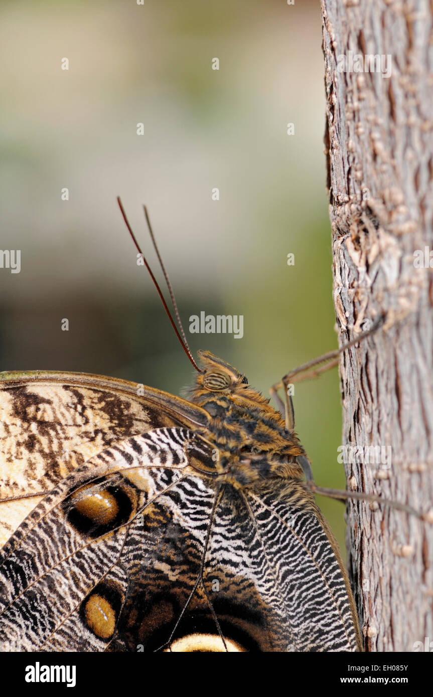 Owl Butterfly : Caligo memnon. Détail de l'oeil Banque D'Images