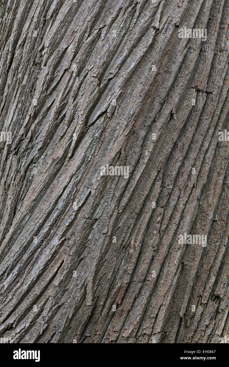 Sweet Chestnut Tree : Castanea sativa. L'écorce. Surrey, Angleterre Banque D'Images