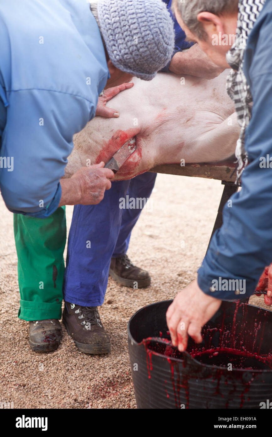 Abattage accueil traditionnel dans une région rurale. L'abatteur éléve á couteau sous la gorge de porc Banque D'Images