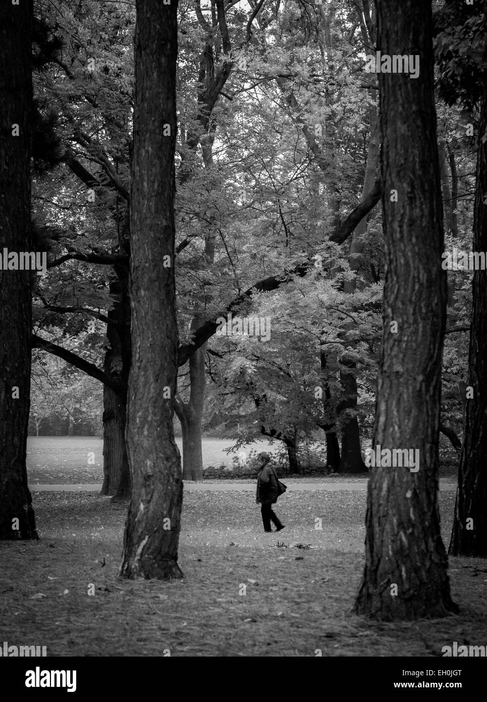 Image en noir et blanc, une femme marche à travers l'île de Margaret Park, un cadre naturel de beaux arbres, des sentiers et de la solitude. Banque D'Images