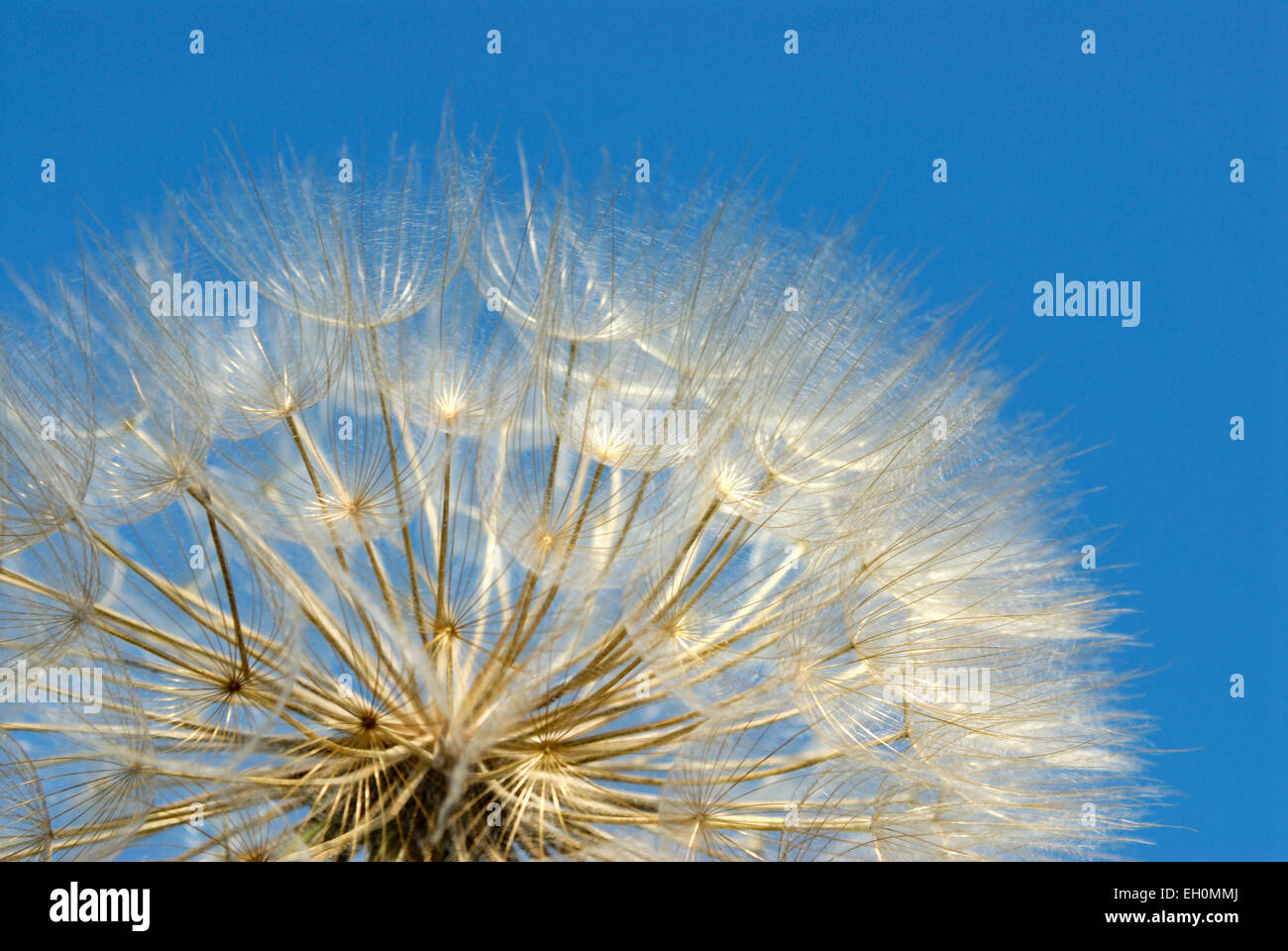 Graines de pissenlit contre le ciel bleu Banque D'Images