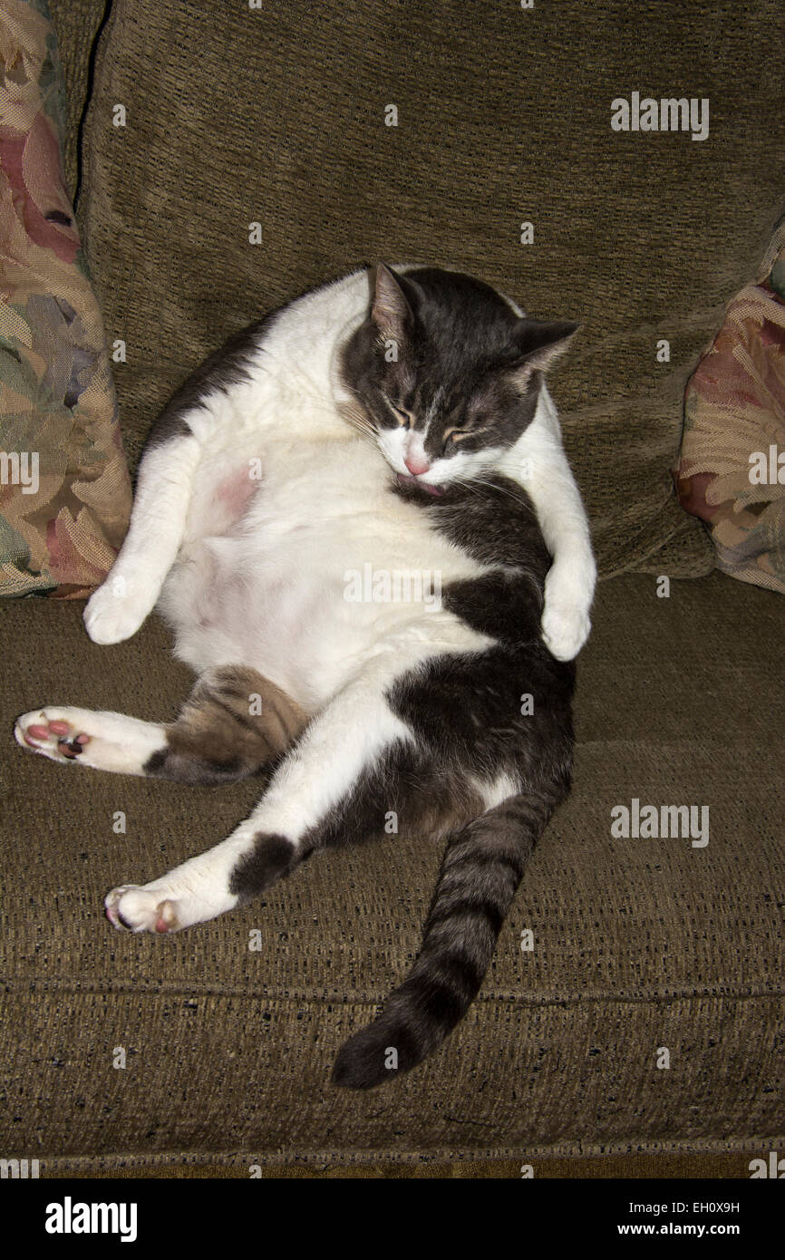 Tabby et Blanc gras chats à poils courts intérieurs, lave son ventre Banque D'Images