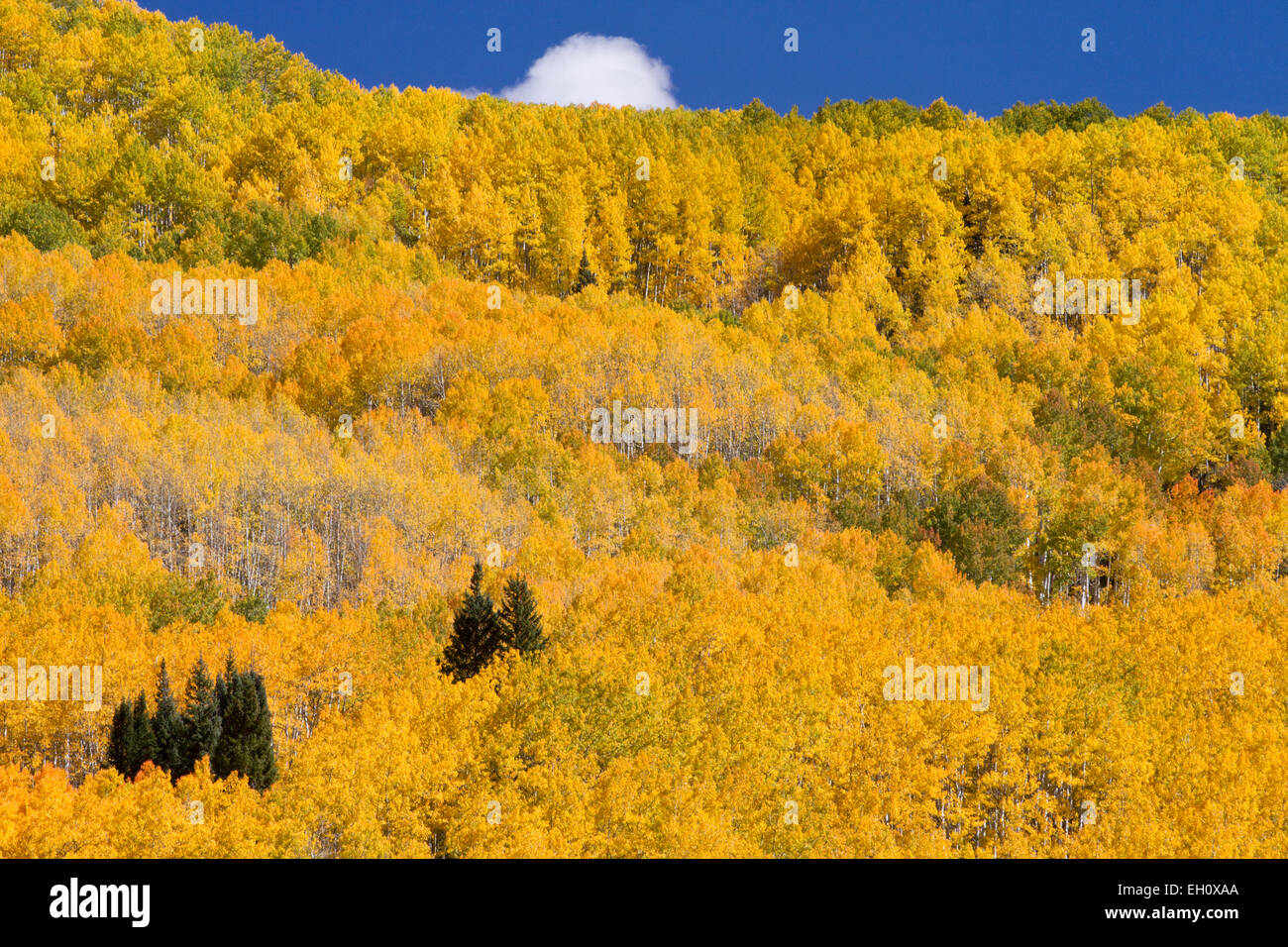 Couleurs d'automne dans la Forêt Nationale de Gunnison, Colorado Banque D'Images