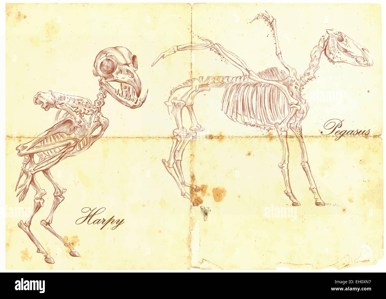 Un hand drawn vector illustration. Série d'animaux légendaires et de monstres (squelettes) : HARPY, PEGASUS. Les dessins représentent chez le Illustration de Vecteur