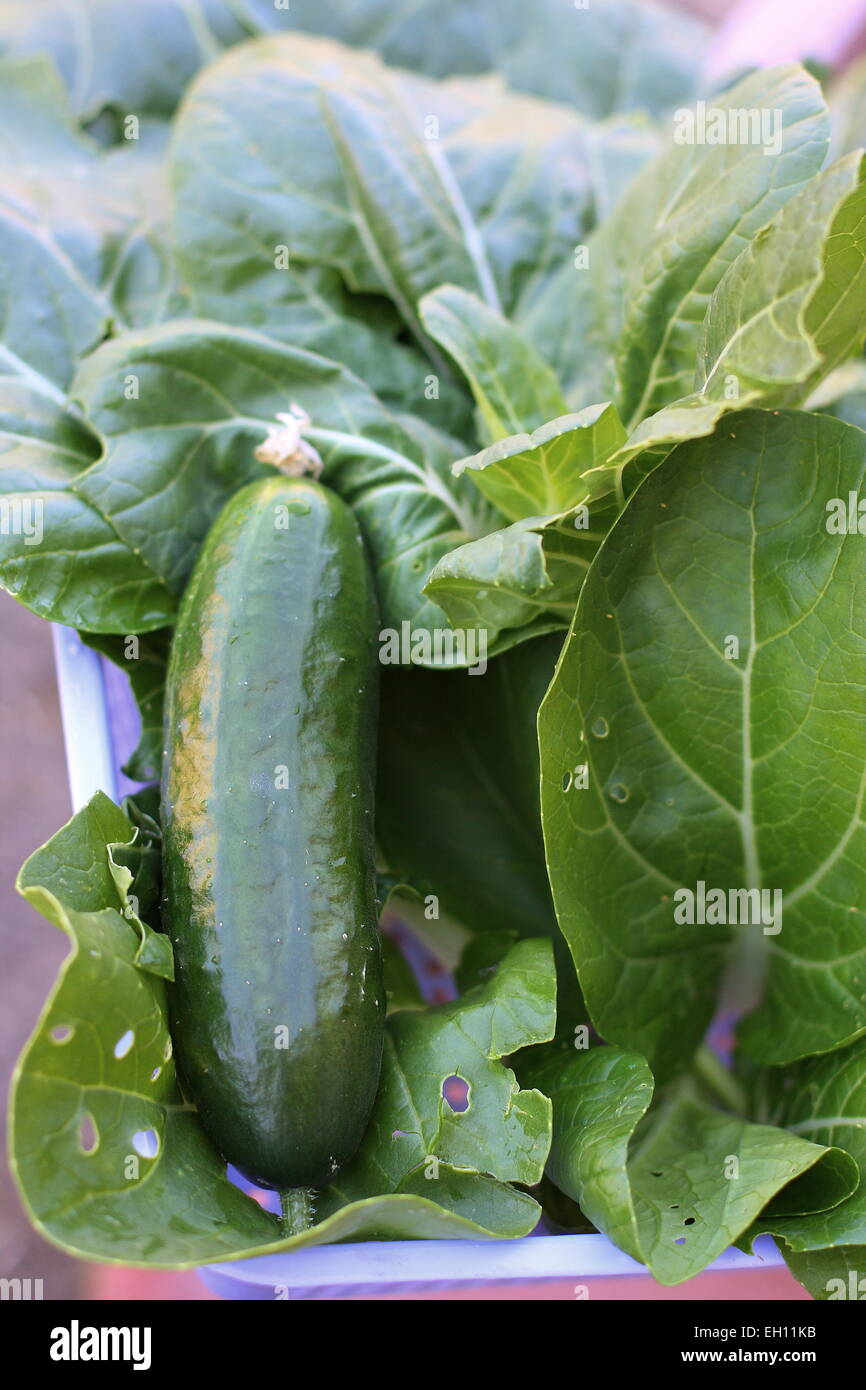 Les légumes cultivés dans un panier Banque D'Images