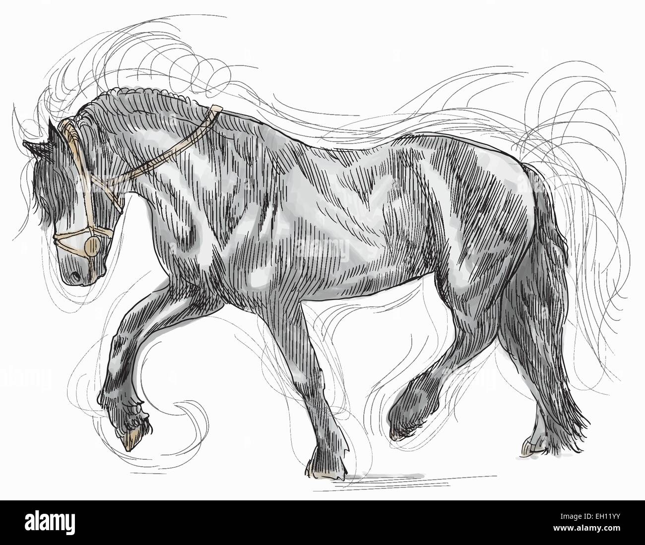 Un hand drawn vector illustration - cheval noir Illustration de Vecteur