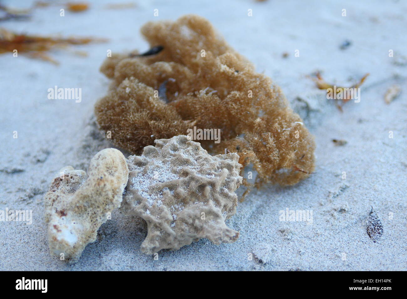 Les éponges de mer et corail séché sur le sable près de la plage Banque D'Images