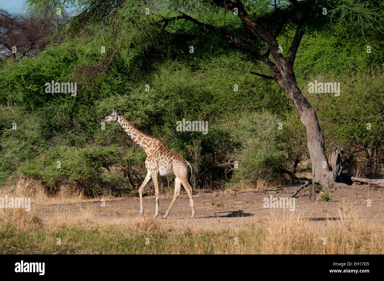 Girafe Masai marcher en lisière de forêt Banque D'Images