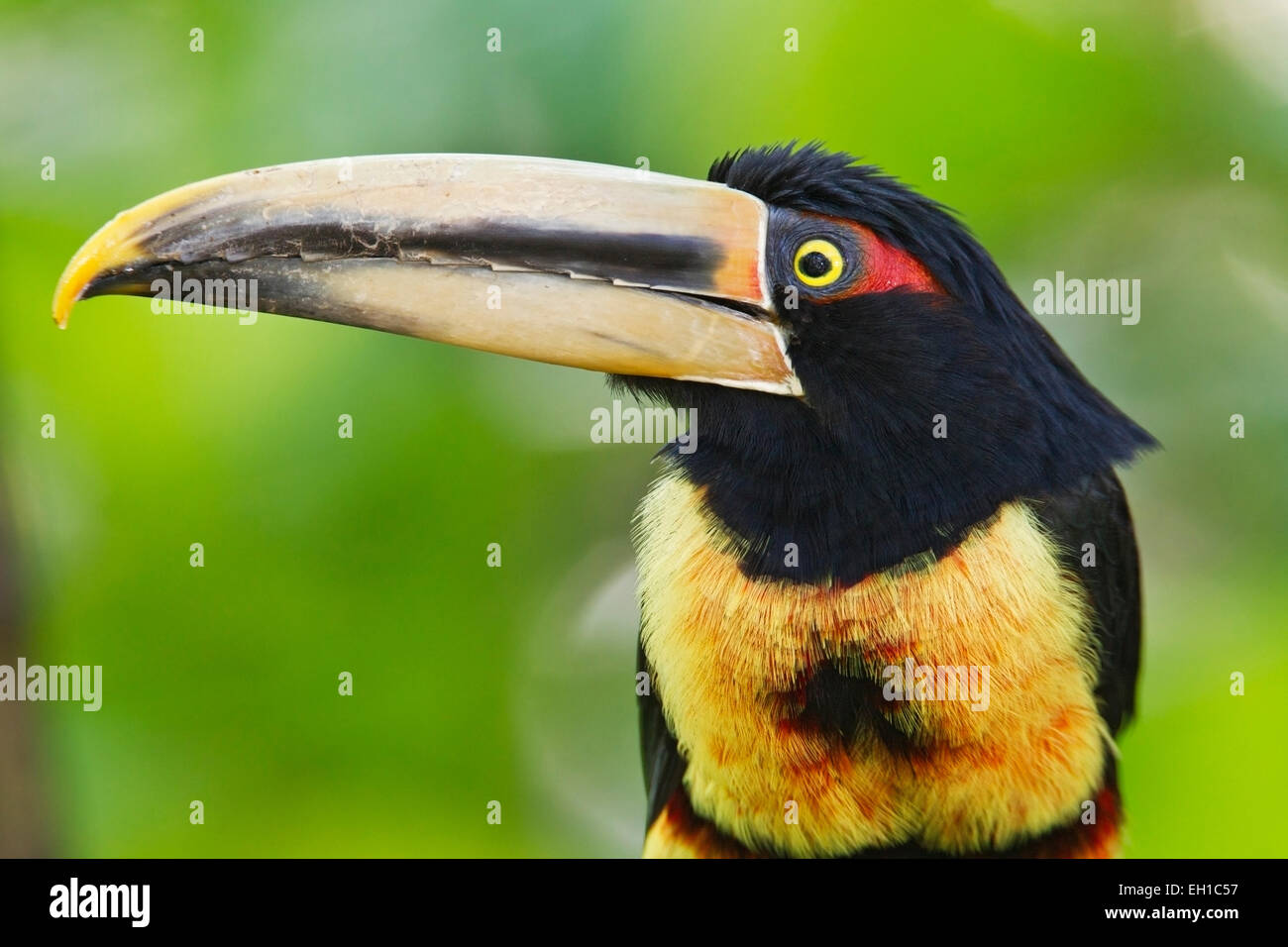 Pale-mandibled aracari Pteroglossus erythropygius (adultes) perché sur branche en forêt tropicale, Equateur, Andes, Amérique du Sud Banque D'Images