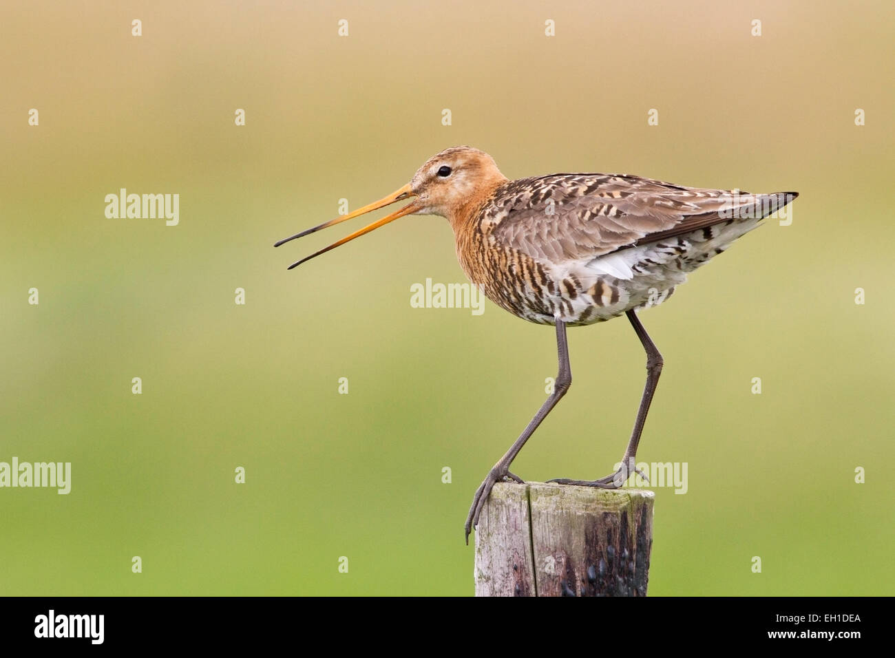 Barge à queue noire (Limosa limosa) adulte en plumage nuptial debout sur fencepost, Pays-Bas, Hollande, Europe Banque D'Images