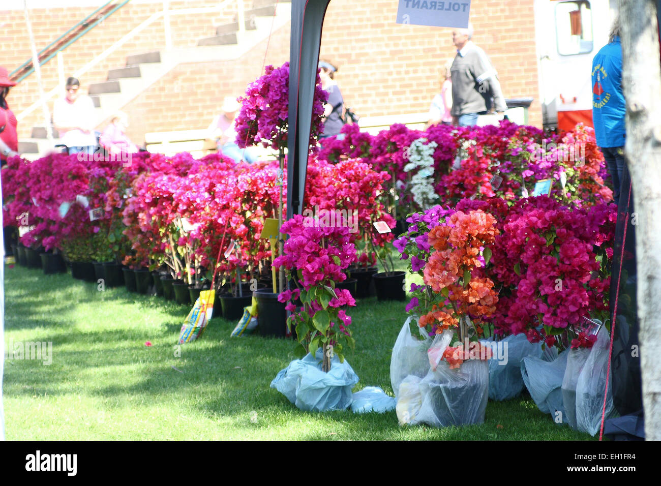 Bougainvilliers roses dans un pot à vendre Banque D'Images