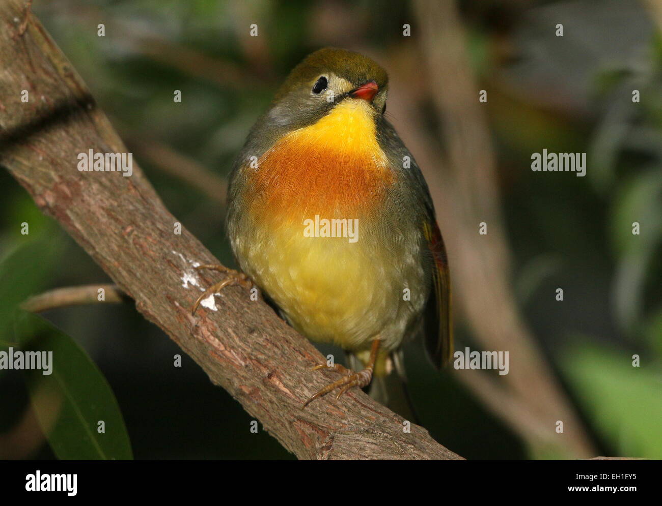 Asian Red-billed Leiothrix ou Pekin Nightingale (Leiothrix lutea). A.k.a. Pekin (Hill) robin ou Japonais rossignol. Banque D'Images