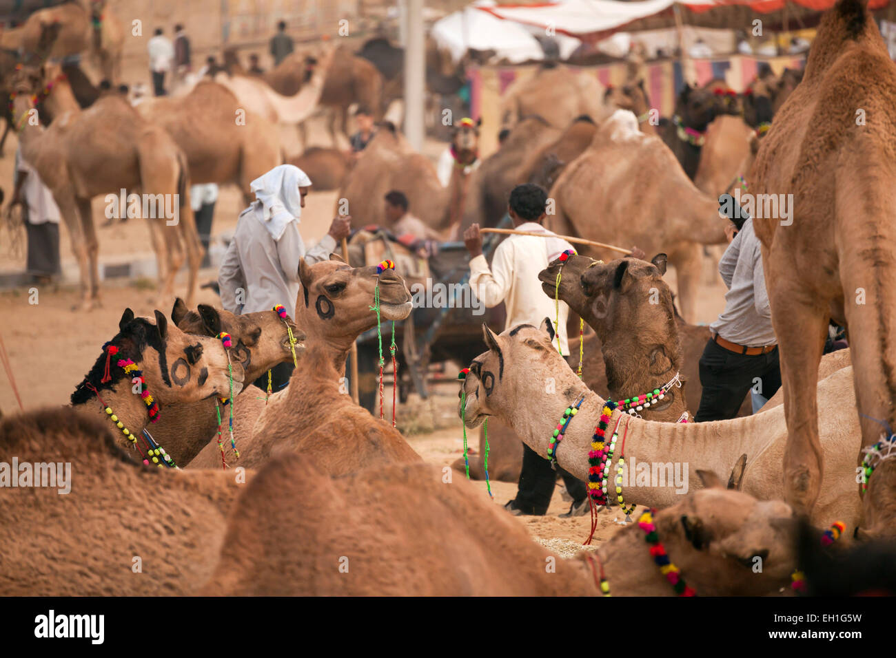 Et de l'élevage de chameaux de Pushkar juste ou équitable Pushkar Mela, Pushkar, Rajasthan, Inde, Asie Banque D'Images