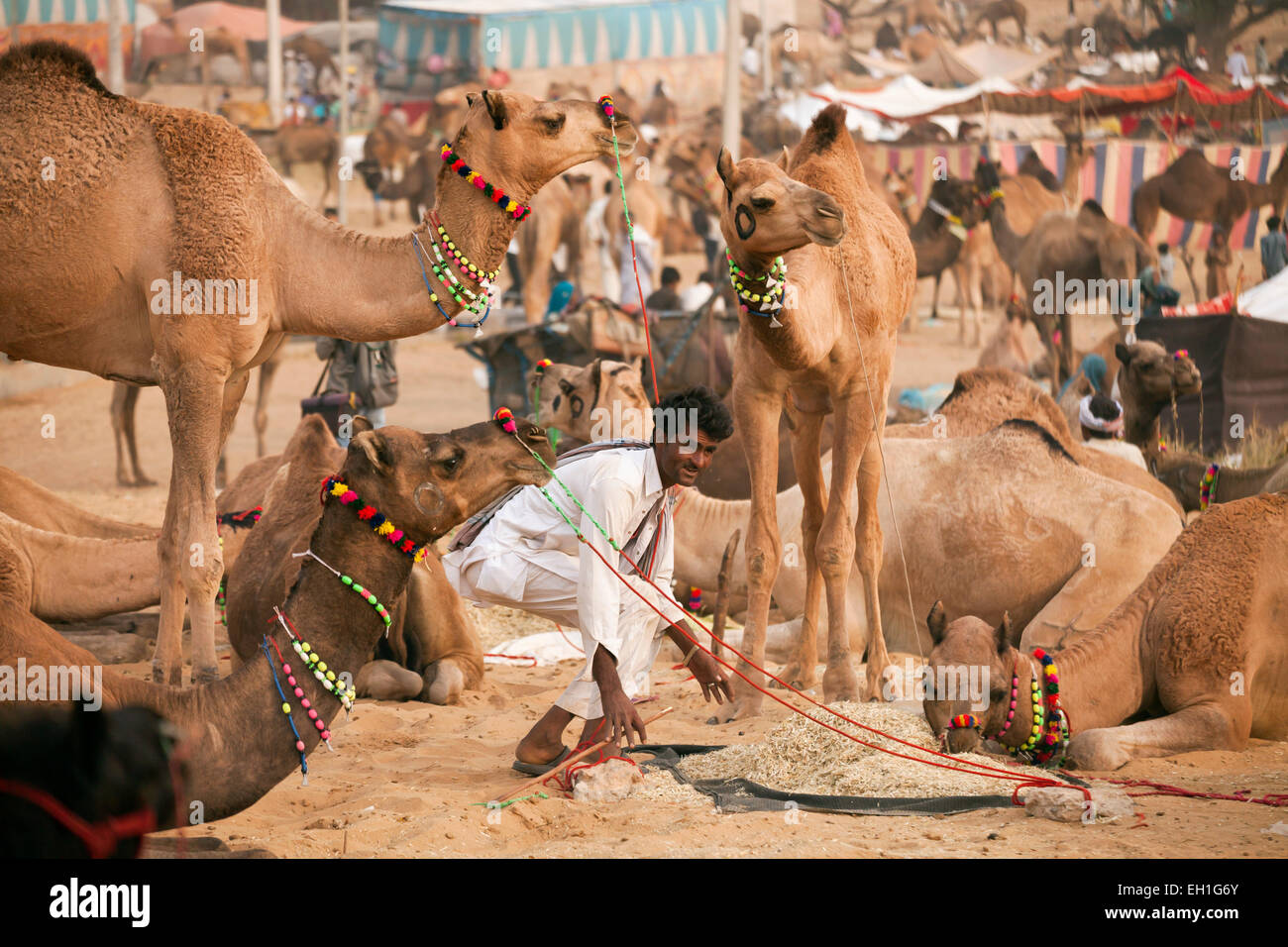 Et de l'élevage de chameaux de Pushkar juste ou équitable Pushkar Mela, Pushkar, Rajasthan, Inde, Asie Banque D'Images