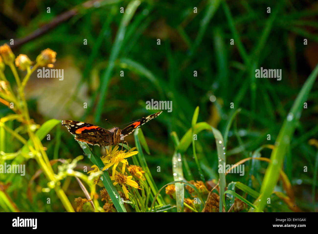 L'amiral rouge un papillon, qui se nourrit d'une marguerite jaune (Vanessa atalanta). Banque D'Images