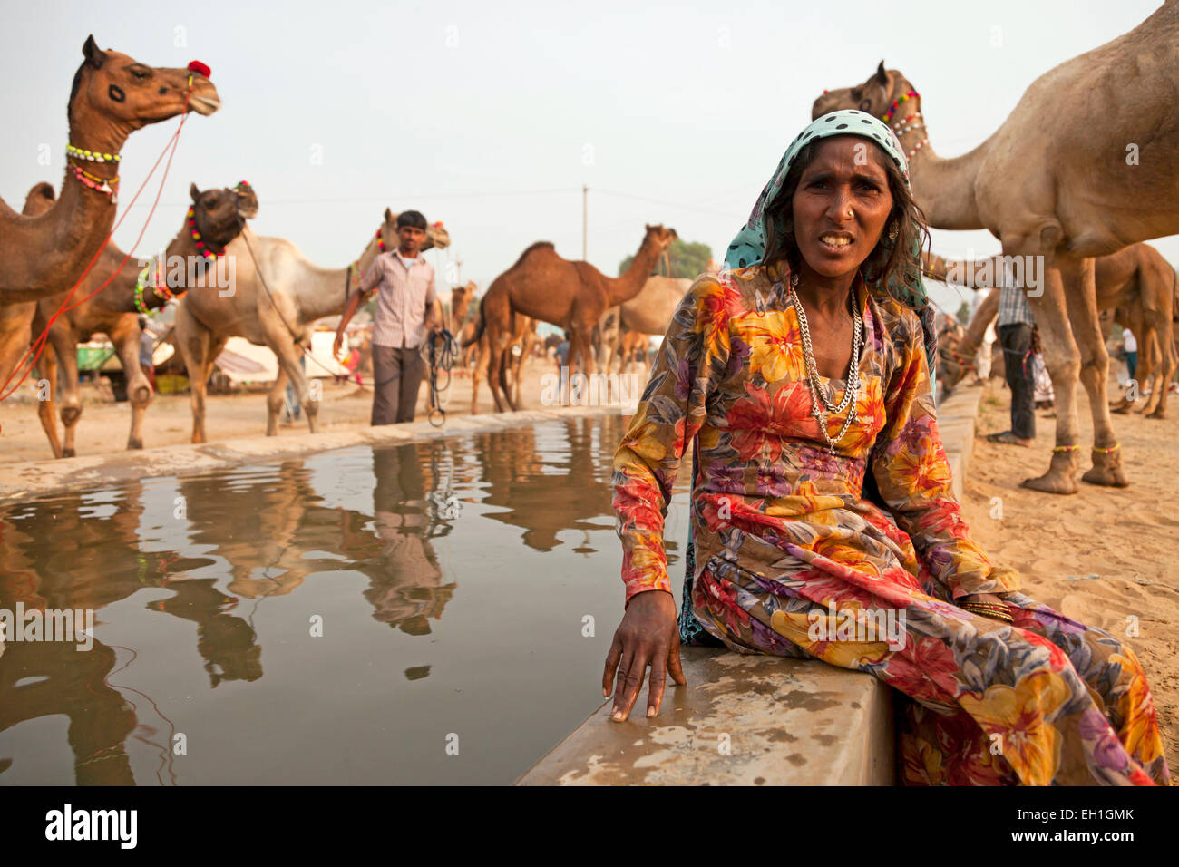Femme indienne et de chameaux à un point d'abreuvement du bétail et le chameau à Pushkar juste ou équitable Pushkar Mela, Pushkar, Rajasthan, en Banque D'Images