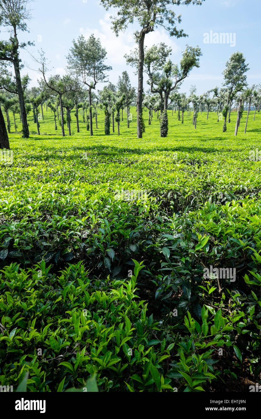 Les plantations de thé dans la région de Munnar, Inde Banque D'Images