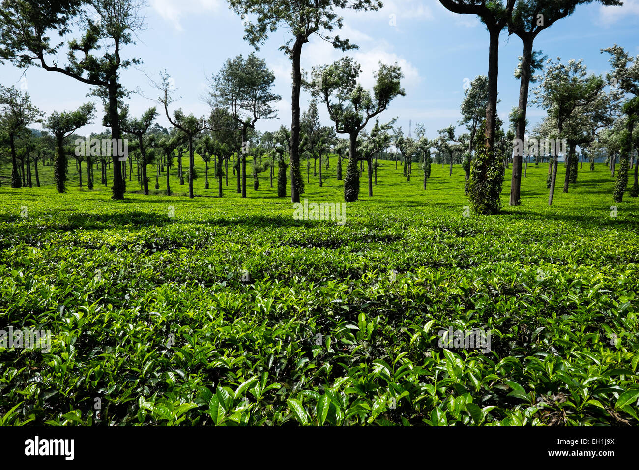 Les plantations de thé dans la région de Munnar, Inde Banque D'Images